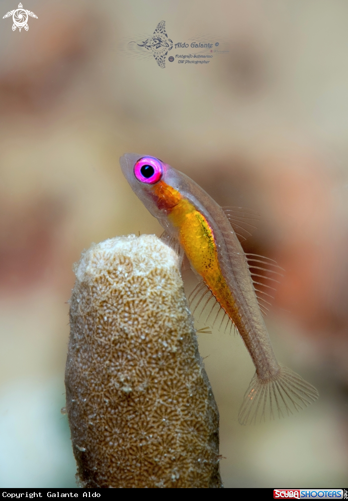A Pink Eye Goby