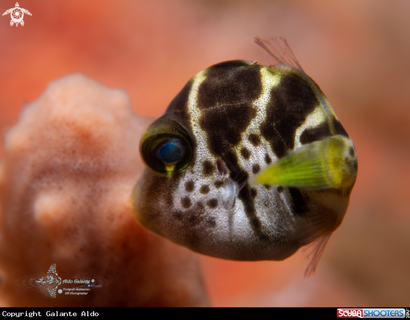 A Mimic Filefish