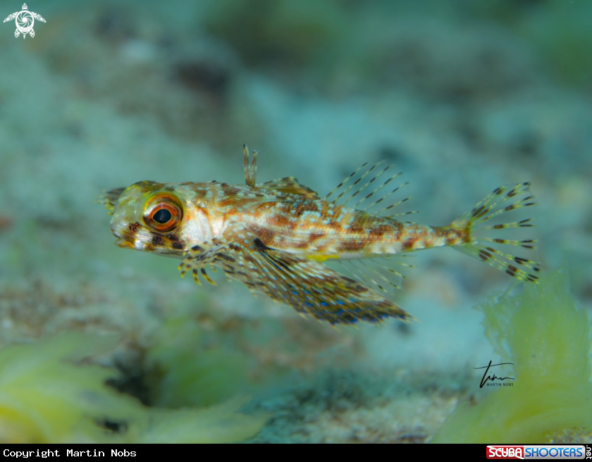 A Flying Gurnard