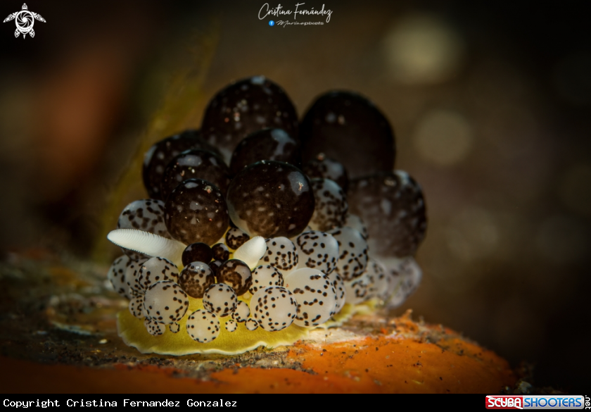 A Nudibranch