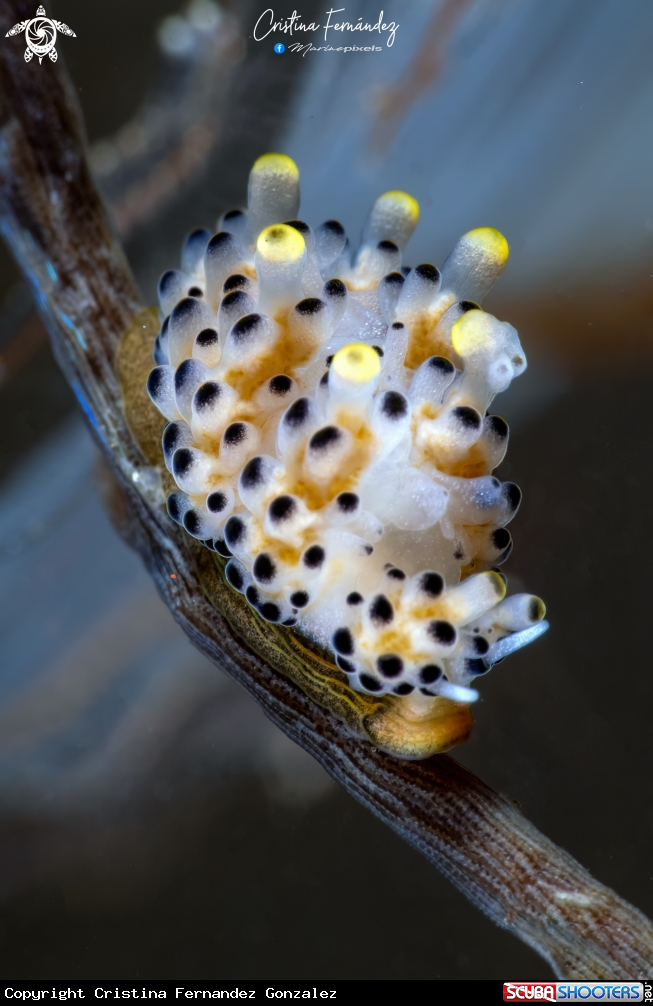 A Nudibranch