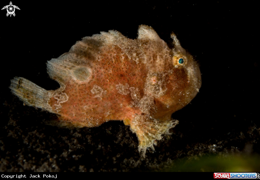 A Abantennarius nummifer