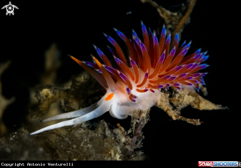 A Cratena nudibranch 