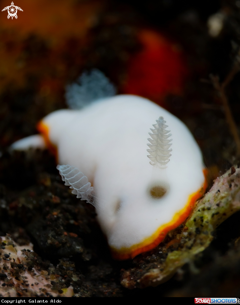 A Goniobranchus Nudibranch