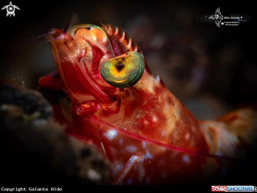 A Shrimp