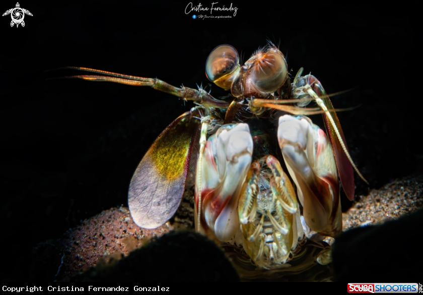 A Mantis shrimp