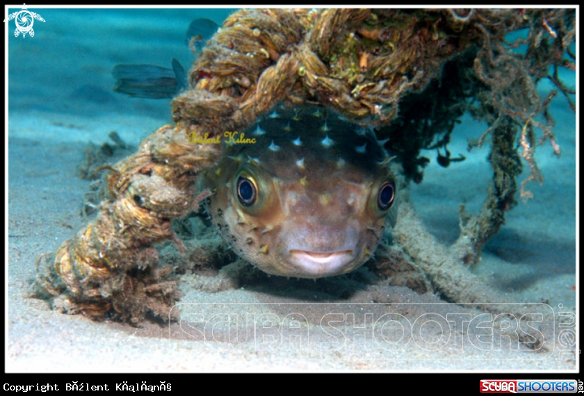 A Spinny balloon fish