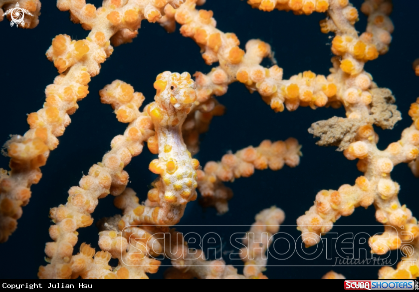 A Pygmy seahorse
