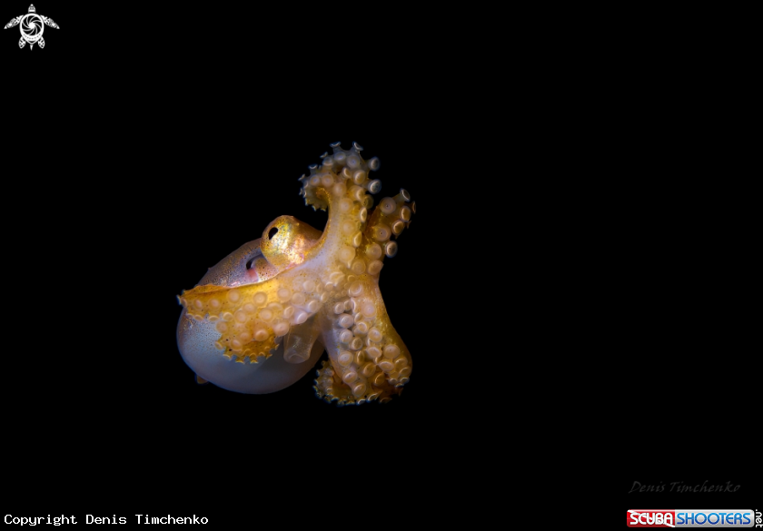 A OCTOPUS