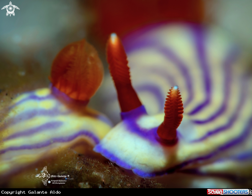 A Hypselodoris Nudibranch
