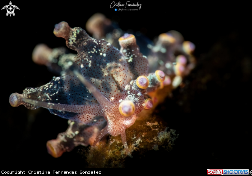 A Nudibranch