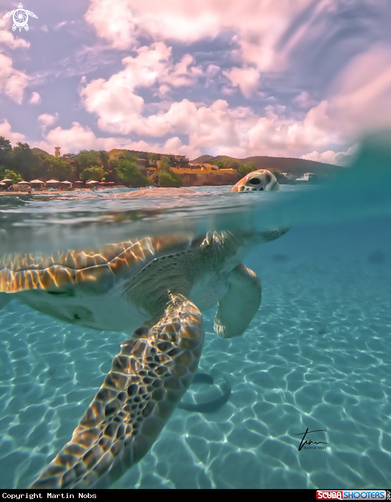 A Green Seaturtle