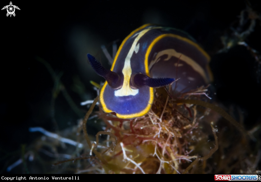 A Felimare tricolor nudibranch