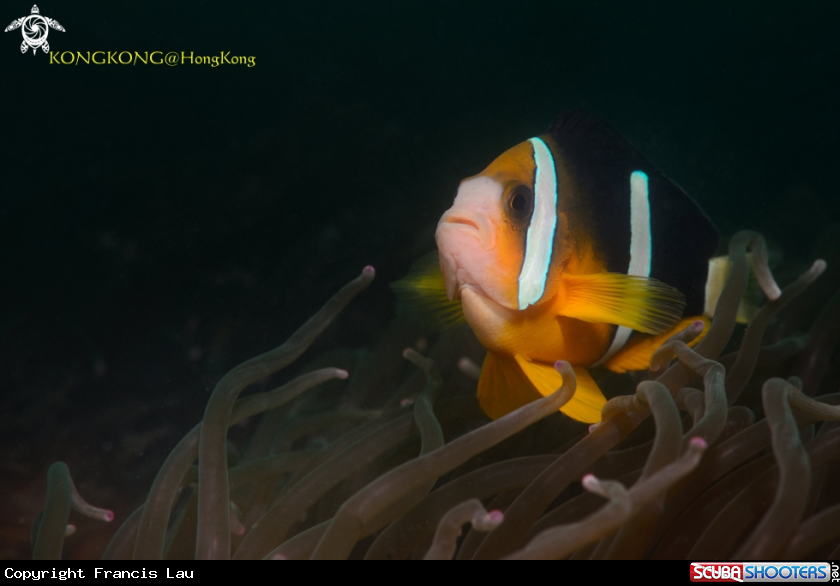 A Anemone Fish