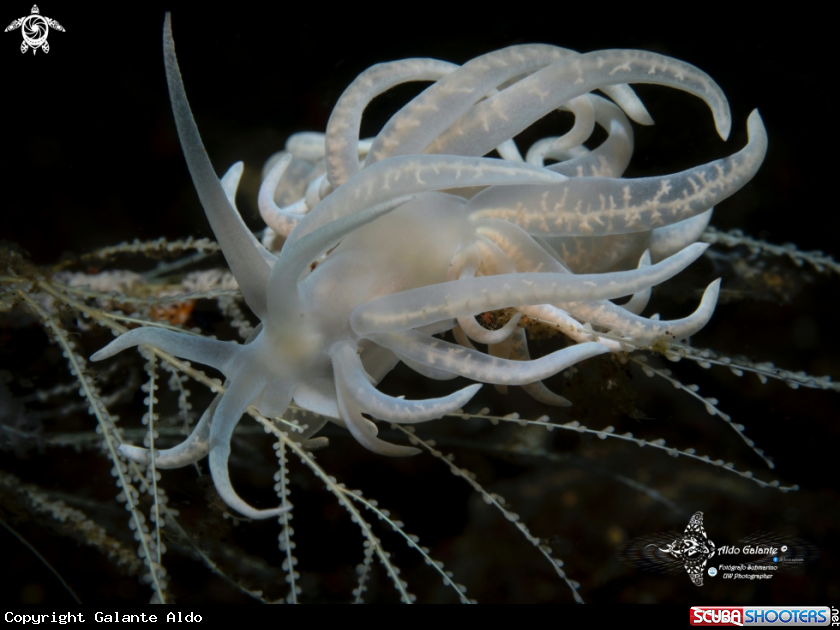 A Nudibranch - Facelinidae