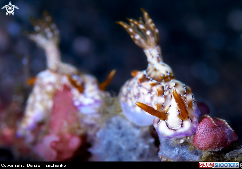 A NUDIBRANCH