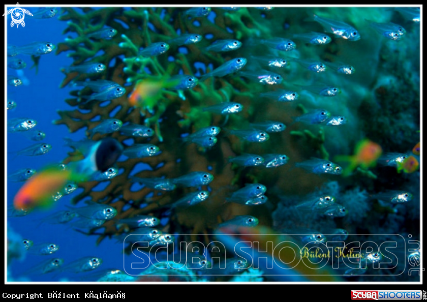 A Glass Fishes