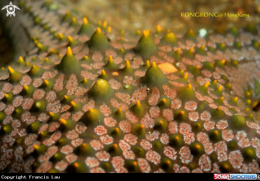 A Sea Star