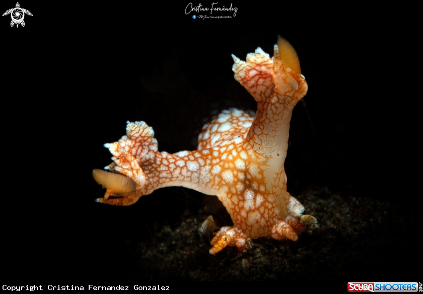 A Nudibranch