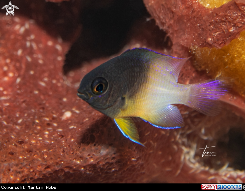 A Bicolor Damselfish
