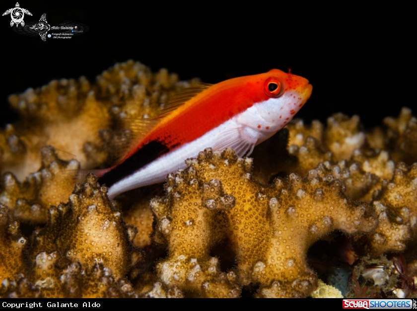 A Freckled Hawkfish Variation