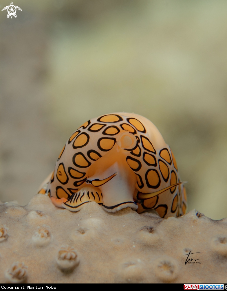 A Flamingo tongue snail