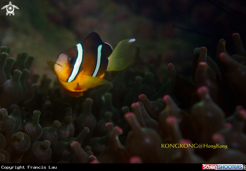 A Anemone Fish