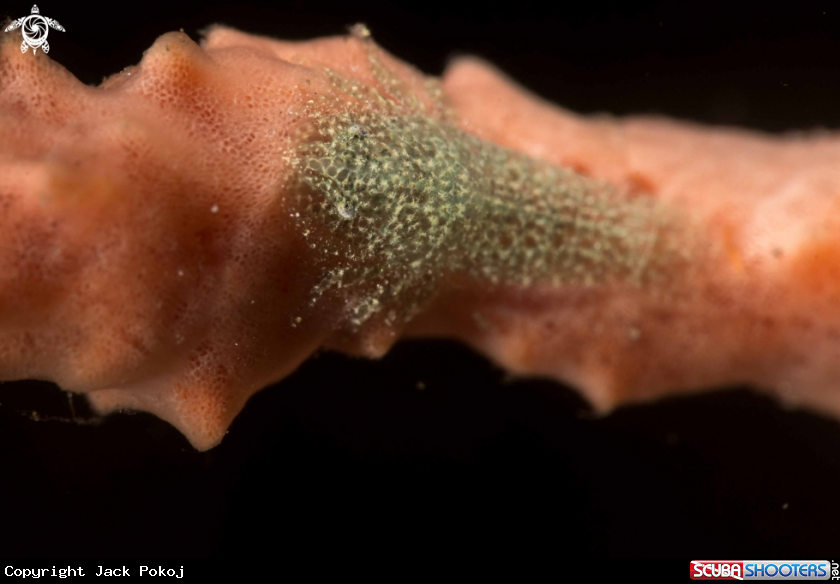 A Cryptic shrimp
