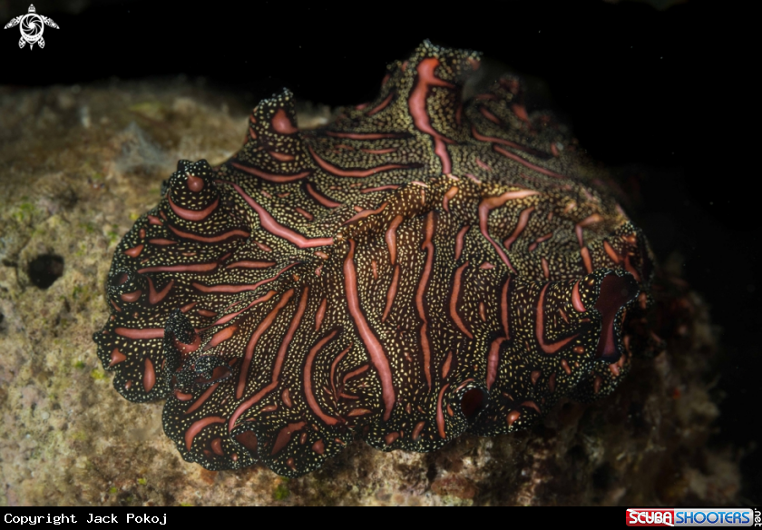 A Persian Carpet marine flatworm