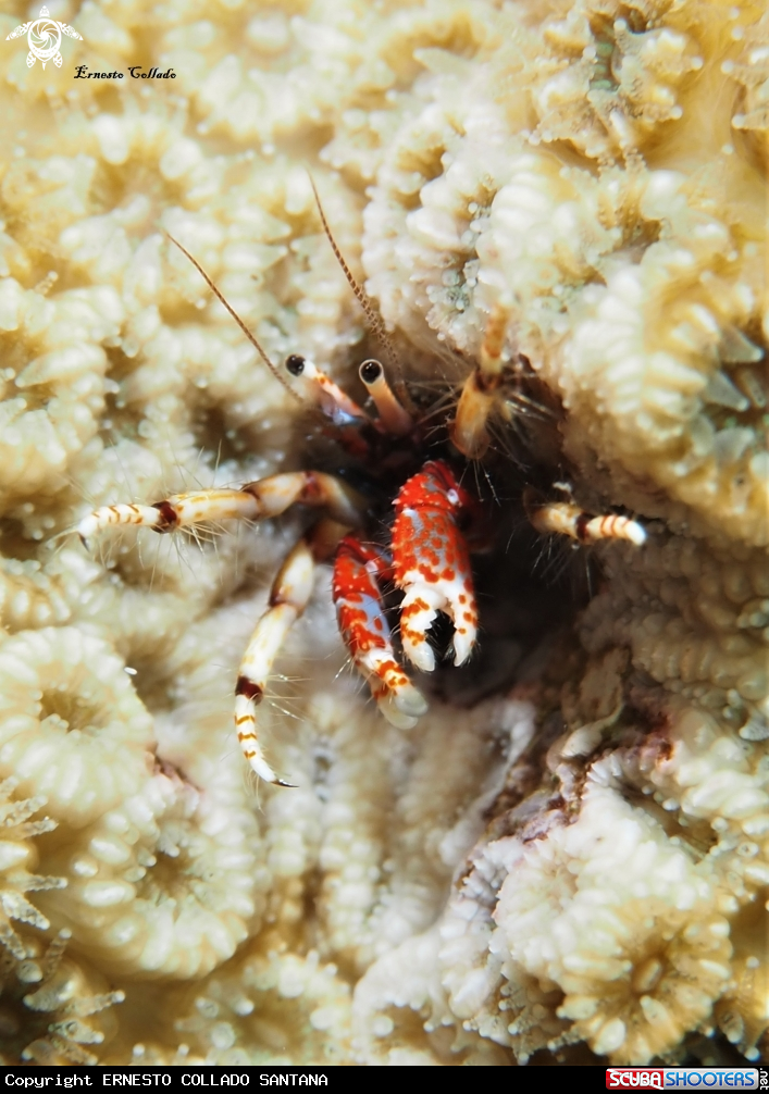 A Cangrejo ermitaño