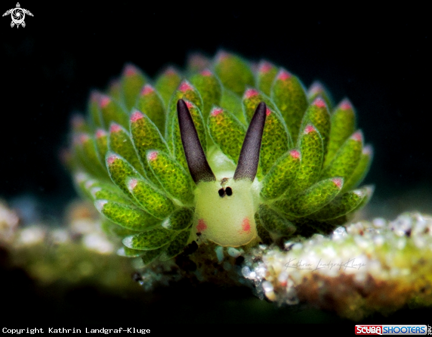 A Shaun The Sheep nudibranch