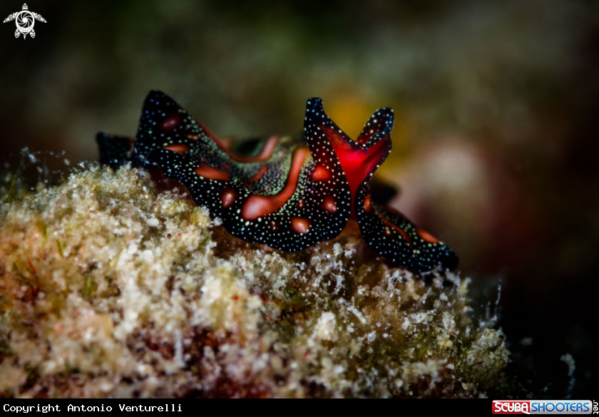 A Persian carpet flatworm