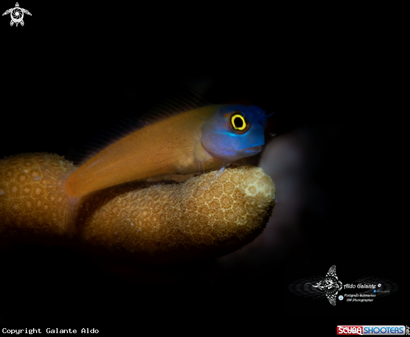 A Blenny