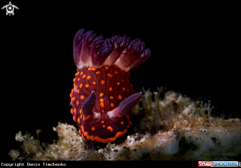 A NUDIBRANCH