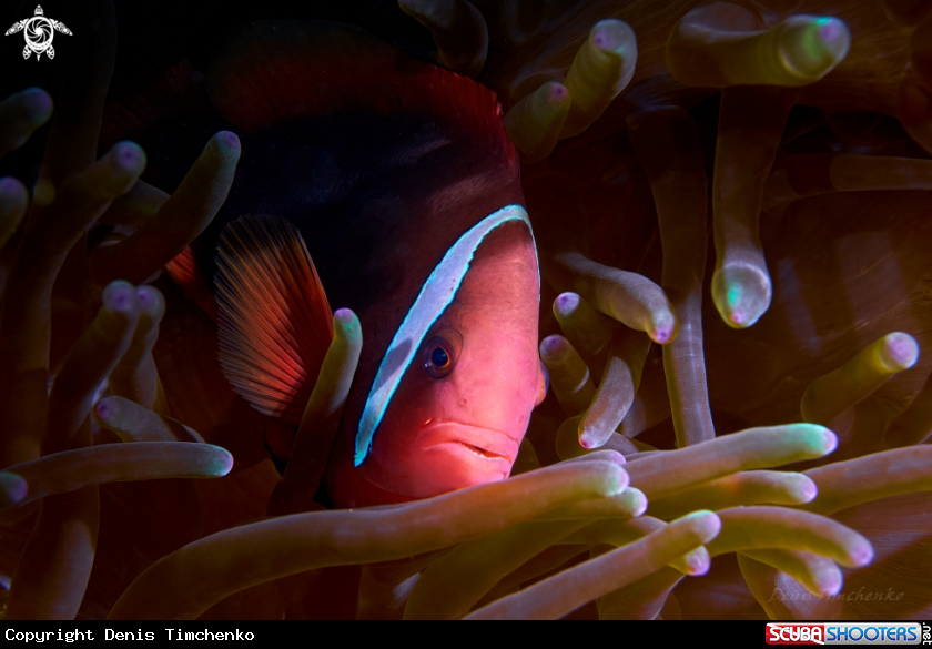 A FISH