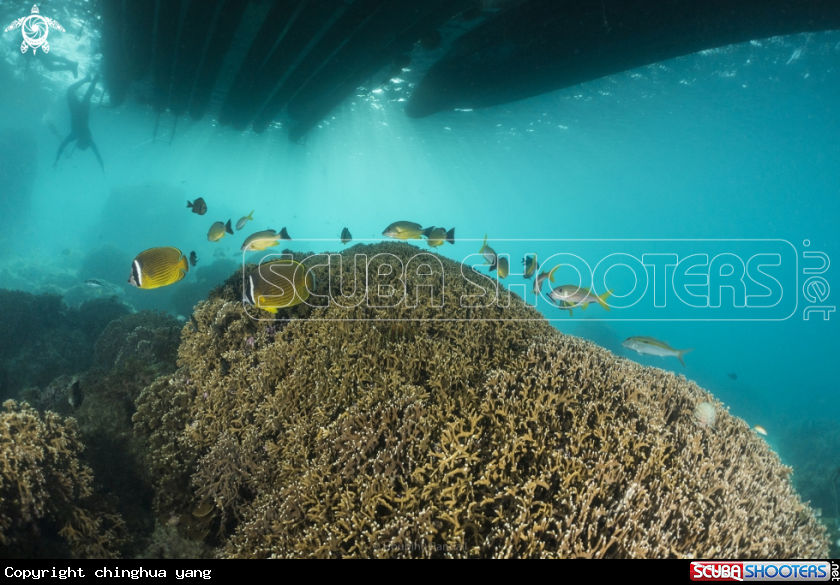 A butterflyfish