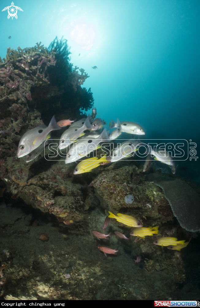 A snapper