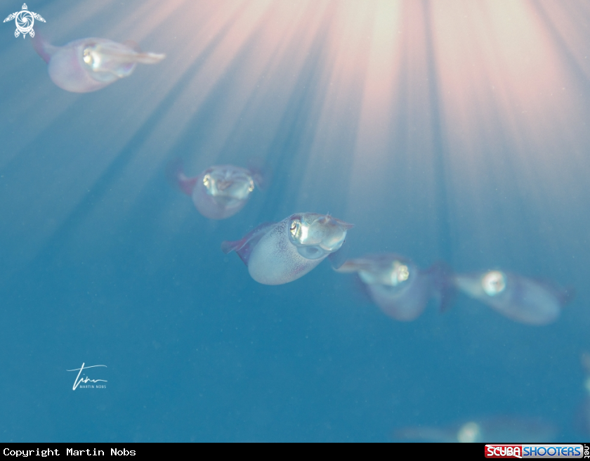 A Caribbean reef squid