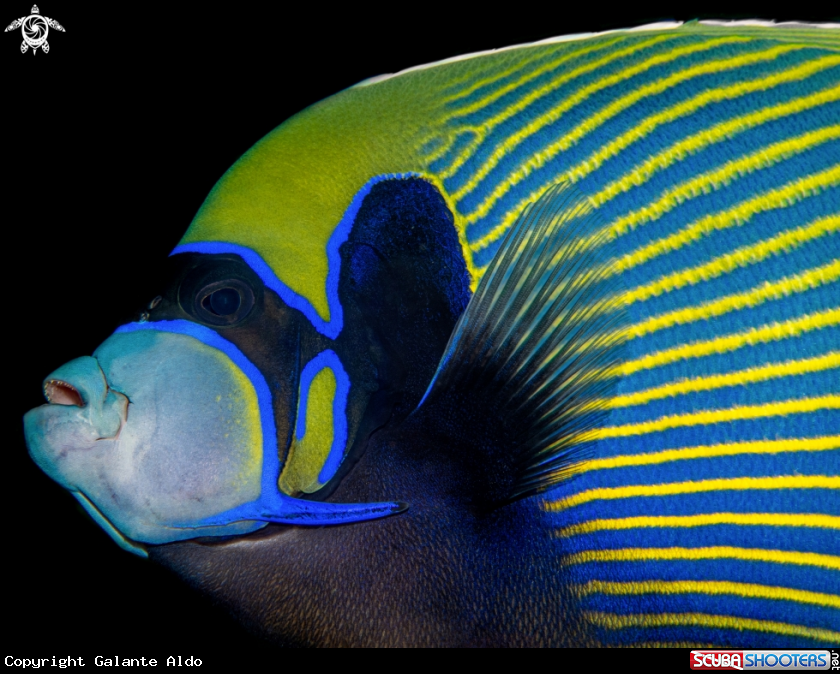 A Emperor Angelfish