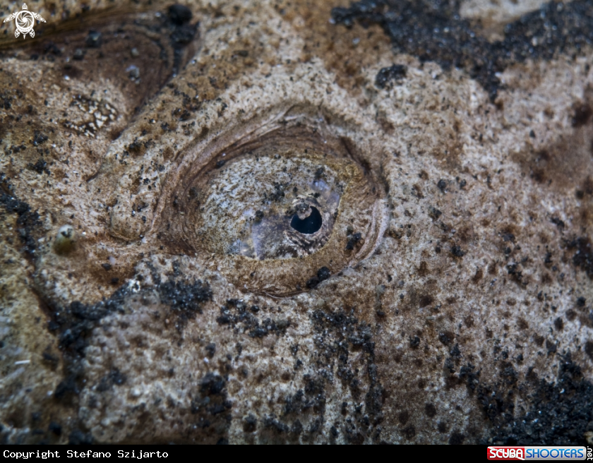 A underwater creature