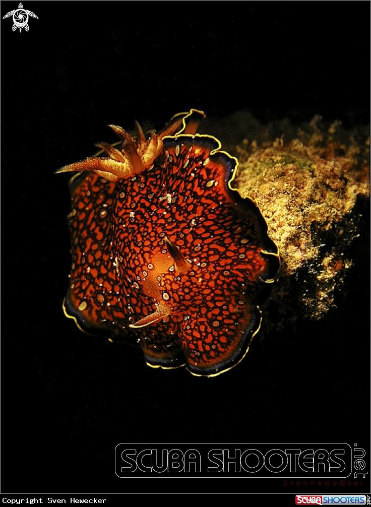 A Nudibranch