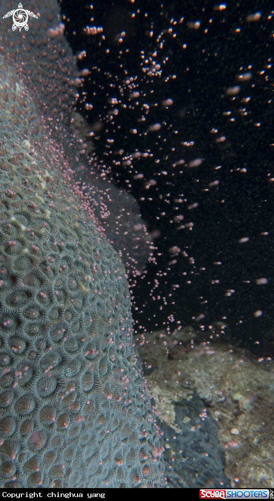 A coral 