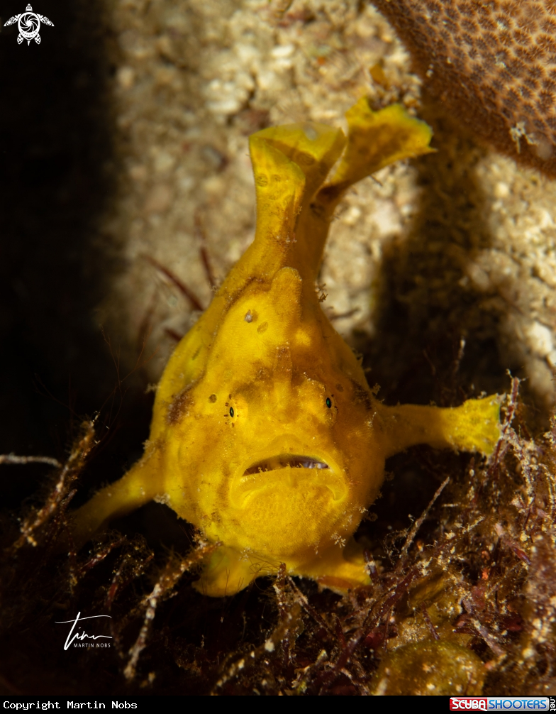 A Frogfish