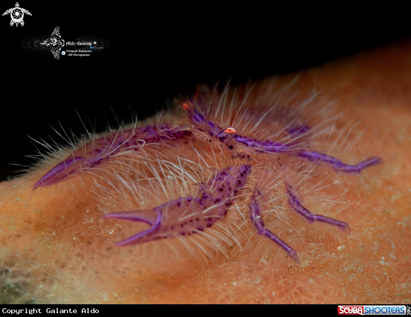 A Squat Lobster