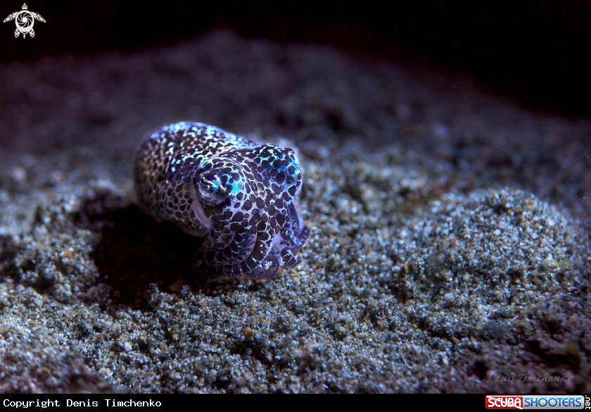 A SQUID