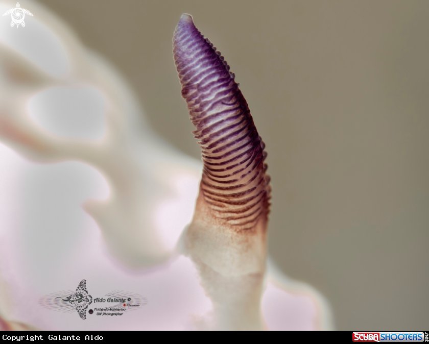 A Nudibranch