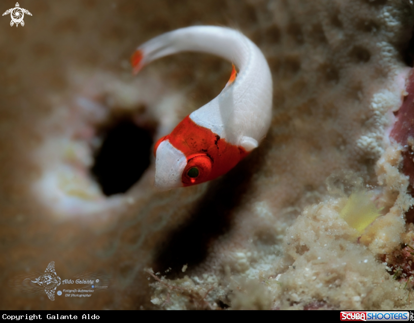 A Bicolour Parrotfish Juvenil