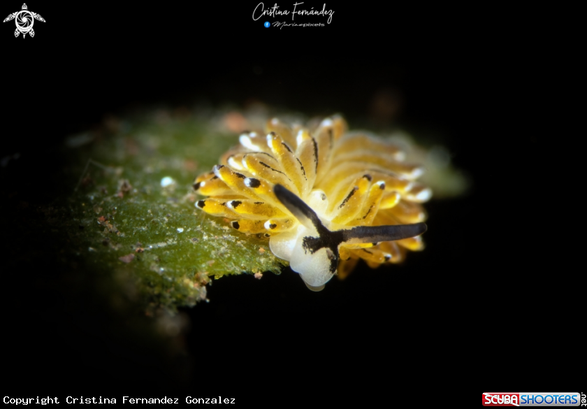 A Nudibranch