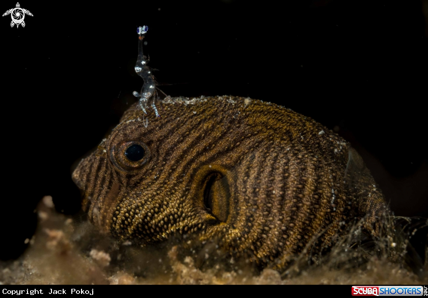 A Arothron stellatus