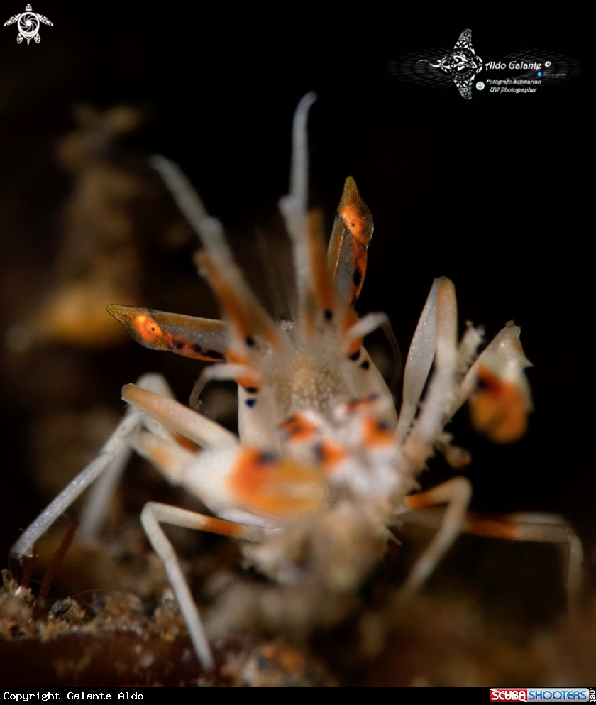 A Spiny Tiger Shrimp 